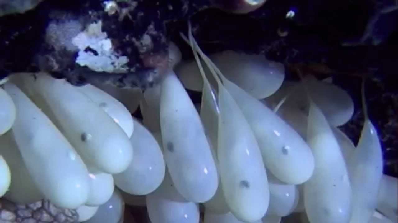 First video of 'dumbo' octopod hatchling shows that they look like mini-adults