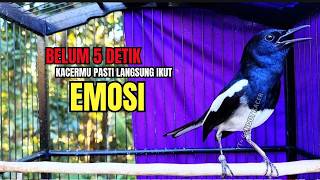 PANCINGAN KACER TERBAIK bikin Semua Jenis Kacer LANGSUNG KONSLET, Terapi Kacer Agar GACOR NGEPLONG