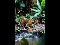 En este video asombroso, un majestuoso jaguar aparece caminando con paso firme