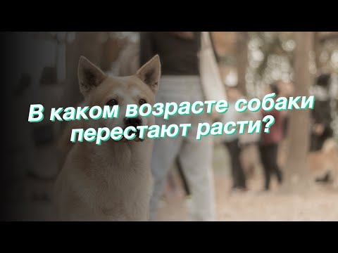 Видео: Почему кошки настолько гибкие?