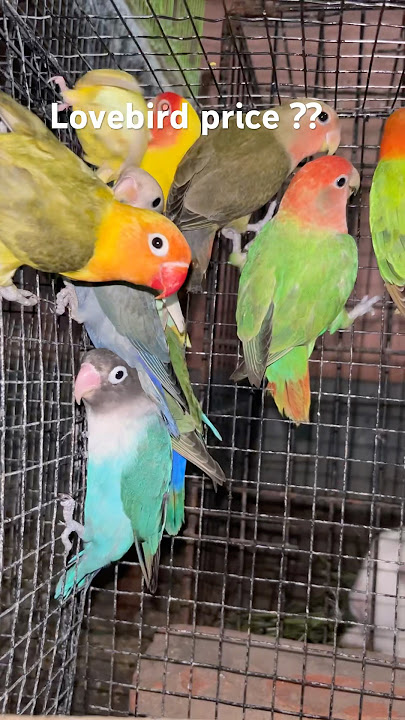 Lovebird price ₹250 ₹300 ₹500 all love bird price next video ma offer 👍😊 #superhit #lovebird#now
