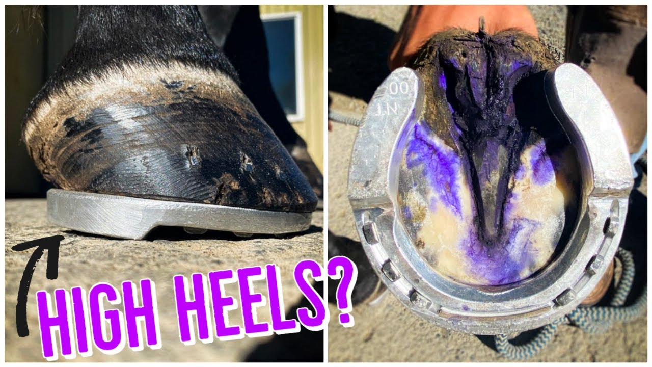 HORSESHOEING For NAVICULAR Disease And THRUSH HIGH HEELS YouTube HORSESHOEING For NAVICULAR Disease And THRUSH HIGH HEELS YouTube