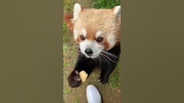 Red Panda Eating Food, So Cute! #Shorts