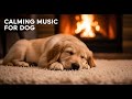 12 hours of Relaxing Music for Dogs 😌 : Anti - Separation Anxiety & Ultimate Sleep Aid 💤🐾