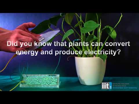 Video: Au plantele bioelectricitate?