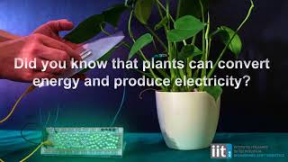 Did you know that plants can convert energy and produce electricity? screenshot 3