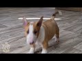 bullterrier puppy , щенки стандартного бультерьера