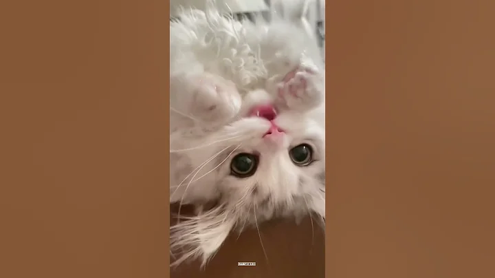 Video 10868951: cat kitten cute funny, cats catlover, cute little kitty