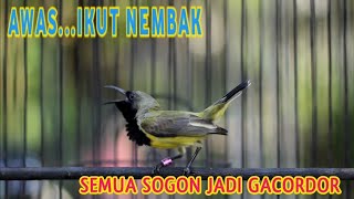 Panggilan Sogon Gacor Ini Bikin Semua Sogon Langsung Ikut Nyaut Nembak