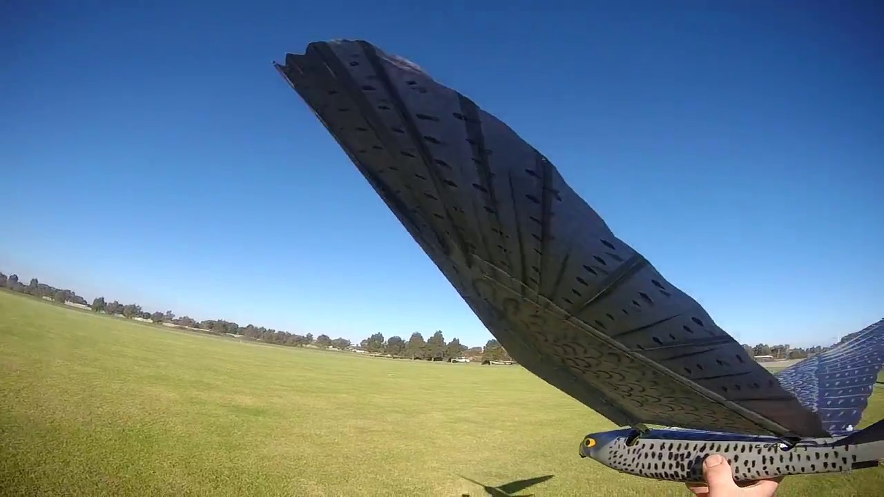 Sambird 2nd flight in Australia