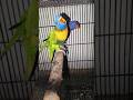 Rainbow Lorikeet Pair 🦜 Rare Colorful Parrot Couple | Calm &amp; Beautiful Birds #shorts