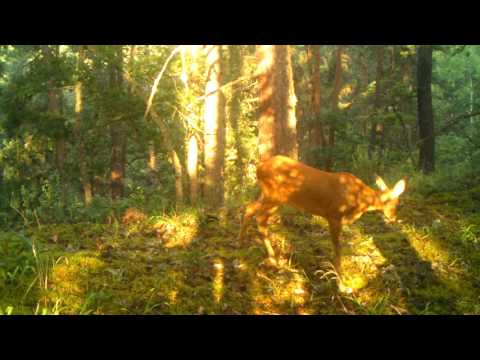 შველი ბორჯომ-ხარაგაულის ეროვნულ პარკში | Borjomi-Kharagauli National Park