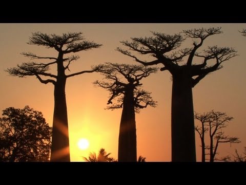 Video: Die ältesten Affenbrotbäume Der Welt Sterben Plötzlich Nach Tausenden Von Jahren - Matador Network