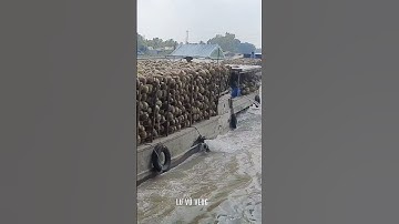 Ghe dừa vượt cống.Lư vũ vlog#short