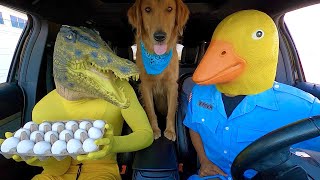 Rubber Ducky Surprises Puppy &amp; Crocodile with Car Ride Chase!