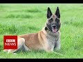 Highest honour for military dog - BBC News