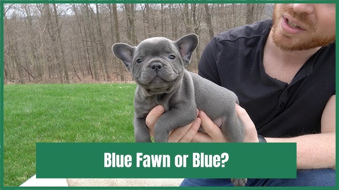 Blue French Bulldog: 5 Facts You Should Know - Youtube