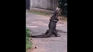 ВАРАНЫ ОБНИМАЮТСЯ.