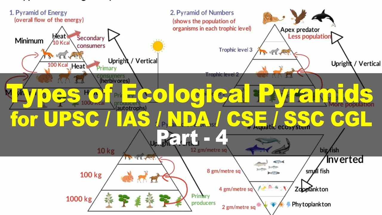 types-of-ecological-pyramids-energy-biomass-numbers-environment