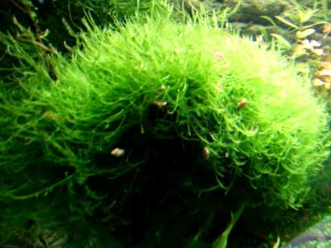 christmas moss youtube