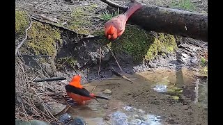 Red Bird (Scarlet Tanager) vs Red Bird (Cardinal) Bathing rivals :)