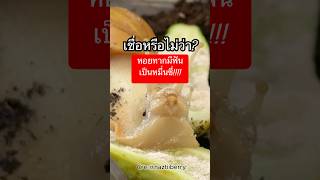 หอยทากมีฟันเป็นหมื่นซี่! | ความจริงสุดทึ่งที่คุณไม่เคยรู้ #ความรู้สัตว์โลก #หอยทาก #เรื่องแปลกน่ารู้