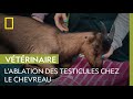 Comment se droule la castration dun chevreau 