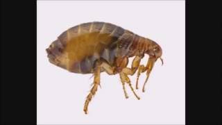 Country Koos Nina Parodie Op Jan Smit Laura