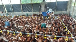 What Does It Take To Become The BEST in Layer Chicken Farming | 2022 Genious Tips