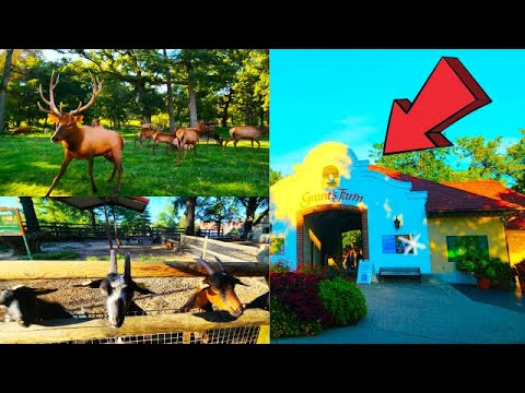 Video: Gids na Grant's Farm in St. Louis, Missouri