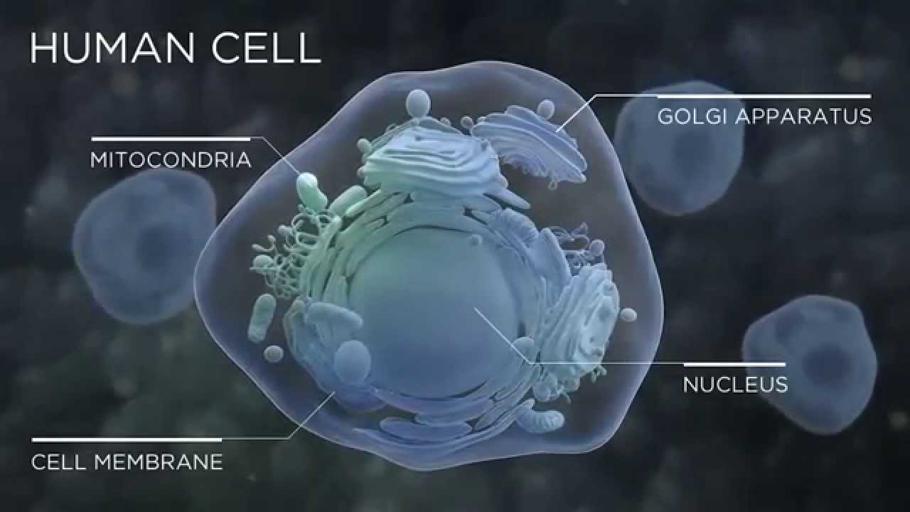 Améo Cell Active  Permeable Essential Oils "Certi5"