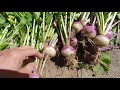 Turnip Roots Canning