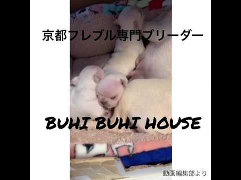 フレンチブルドック 生後3ヶ月の赤ちゃんたち Youtube フレンチブルドック 生後3ヶ月の赤ちゃんたち Youtube