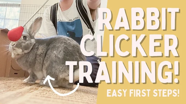 Clicker Training for Rabbits: Charging the Clicker & Target Training!