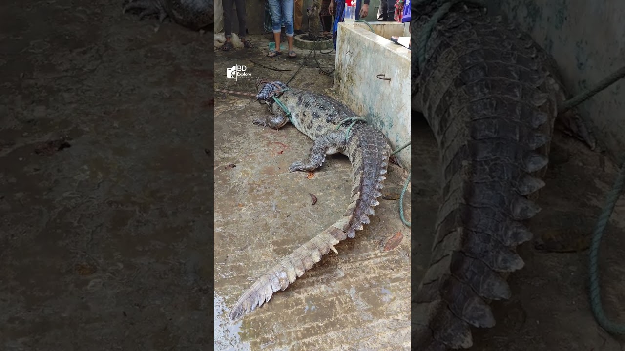 যে কুমির বাংলাদেশ থেকে বিলুপ্ত ঘোষণা করা হয়েছে সেই কুমিরের আবার দেখা মিলল। #bdexplore #crocodile