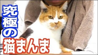 釣った平政で究極の猫まんまを作る！