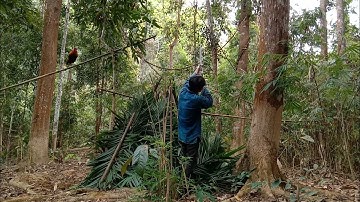 ต่อไก่ป่าตอนเช้าแต่กระรอกมาหายิงได้กระรอก / ຕໍ່ໄກ່ປ່າຕອນເຊົ້າແຕ່ກະຣອກມາຫາຍິງໄດ້ກະຣອກ