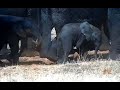 Wildlife It's funny! Забавный слоненок учится посыпать себя пылью подобно взрослым слонам Смешно :)