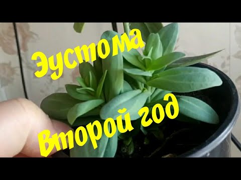 Эустома второгодка. Пересадка