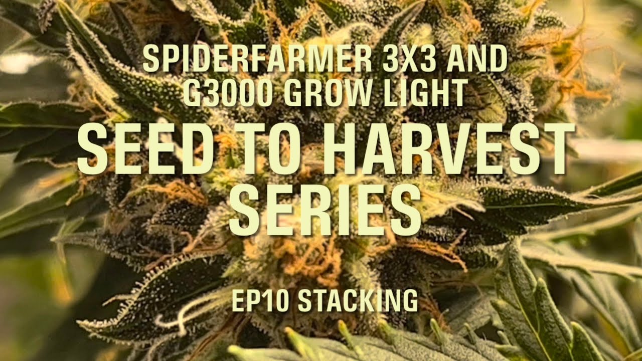 SpiderFarmer 3x3 and G3000 grow light, seed to harvest series Ep10 Stacking