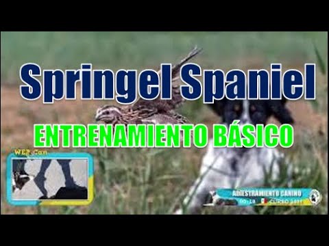 Video: ¿Qué antibióticos se usan comúnmente para tratar a los perros?