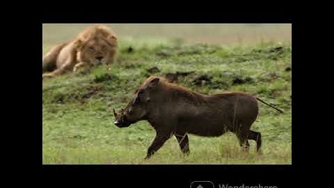 22 October 2023WARRIER WARTHOG@DRSKSINGHCHANNEL JAI SHREERAM
