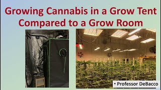 Growing Cannabis in a Grow Tent Compared to a Grow Room