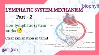 How lymphatic system works in tamil | working mechanism of lymphatic system | Structure and function