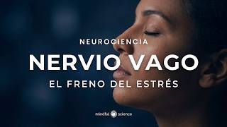 Nervio vago: "ya intenté relajarme y no funciona": la calma no empieza en tu cabeza