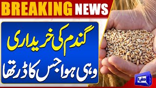 Breaking News!! Purchase Of Wheat Happened As Was Feared | Dunya News
