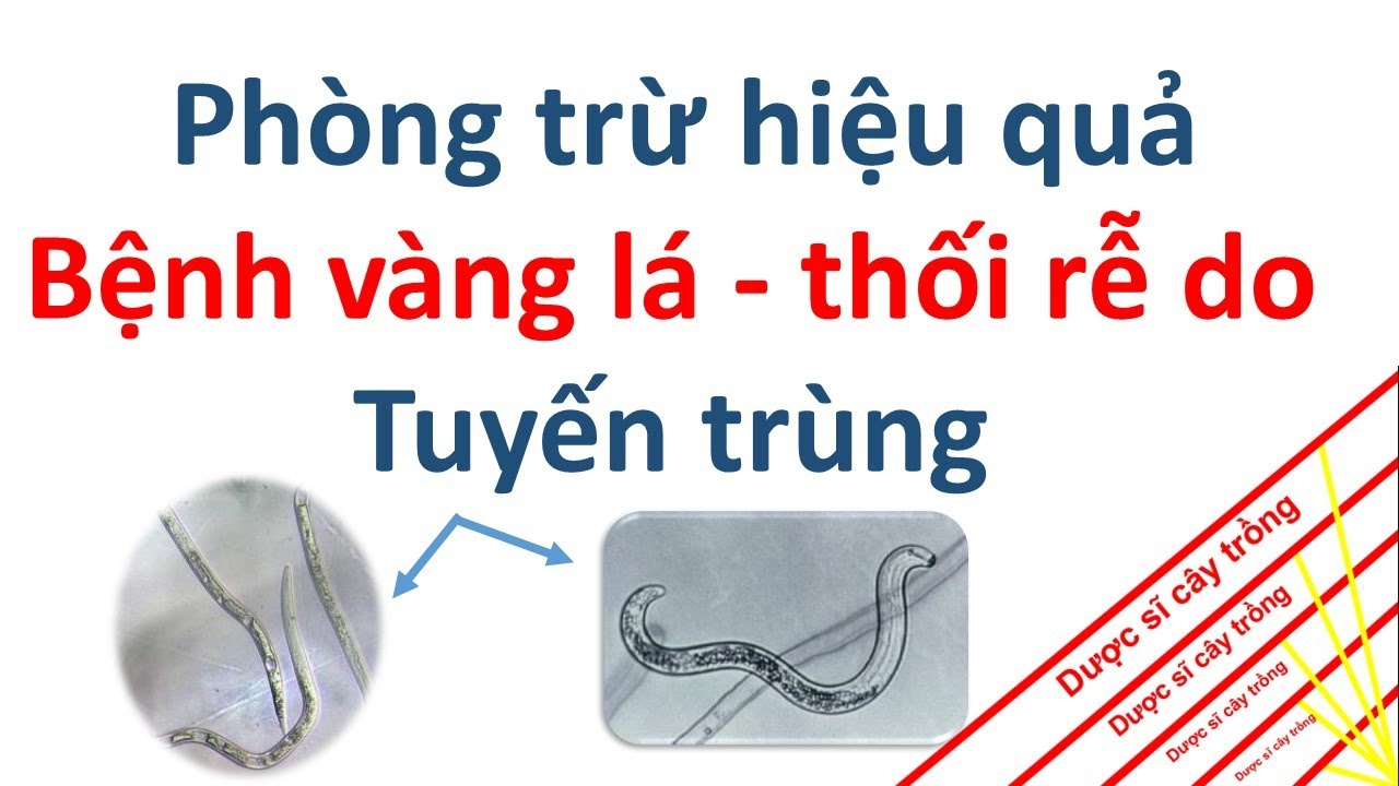 Bệnh vàng lá thối rể - cách phòng trừ bằng Tervigo | Dược sĩ cây trồng