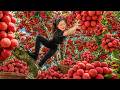 Harvesting Many Lychee Fruits & Jackfruit Go To Sell | Cozy Dinner at Home