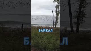 #БАКЛАНЫ ОХОТЯТСЯ ЗА #ОМУЛЕМ #природабайкала #shorts