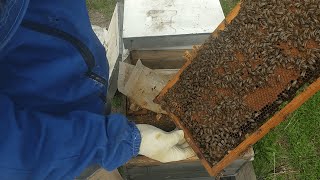 О чем нужно помнить с приближением весны. видео о пчеловодстве 04.03.2022